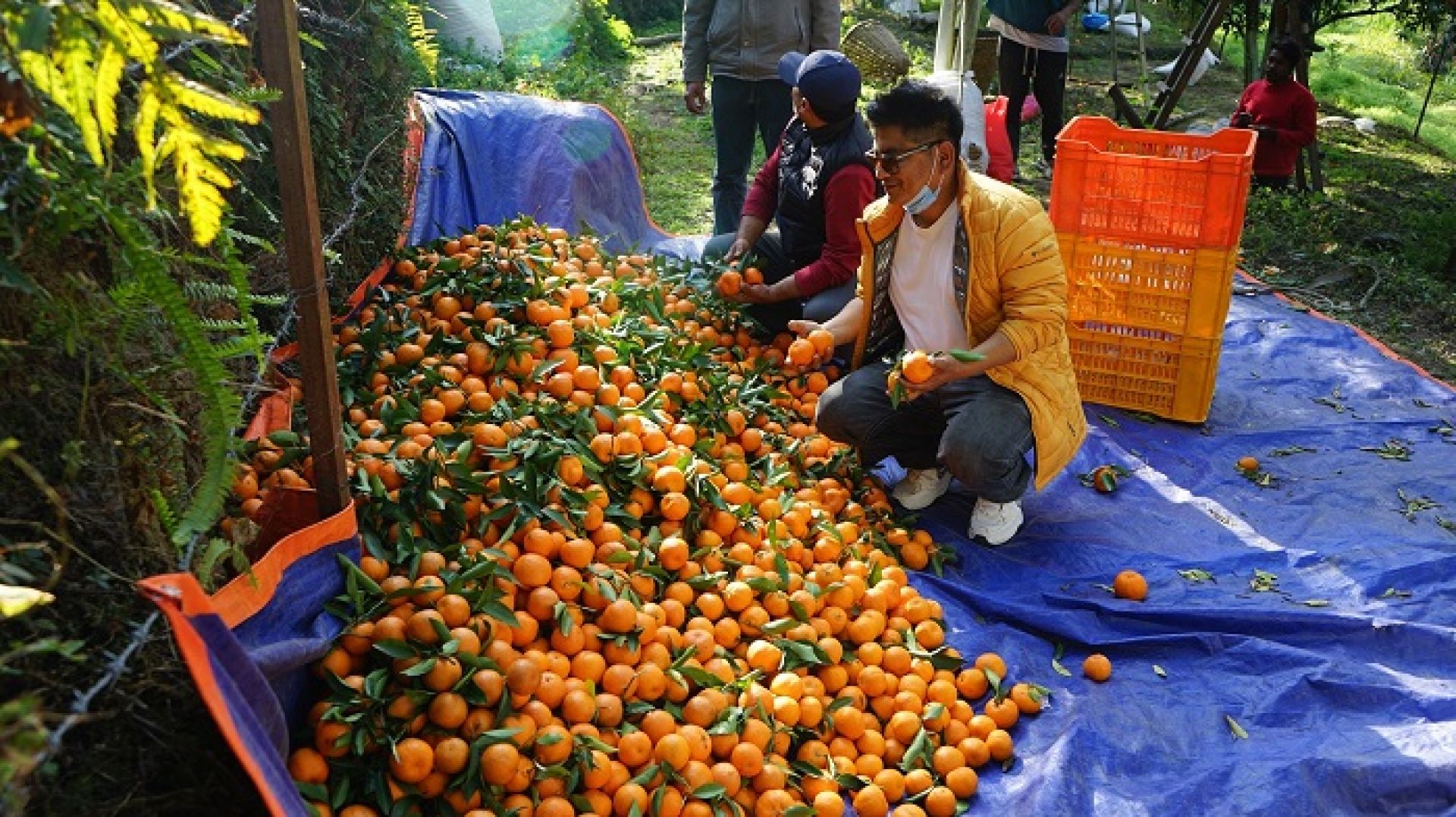 झाडी फाडेर साढे तीन करोड लगानीमा सुन्तला बगान, वार्षिक १५ लाख आम्दानी